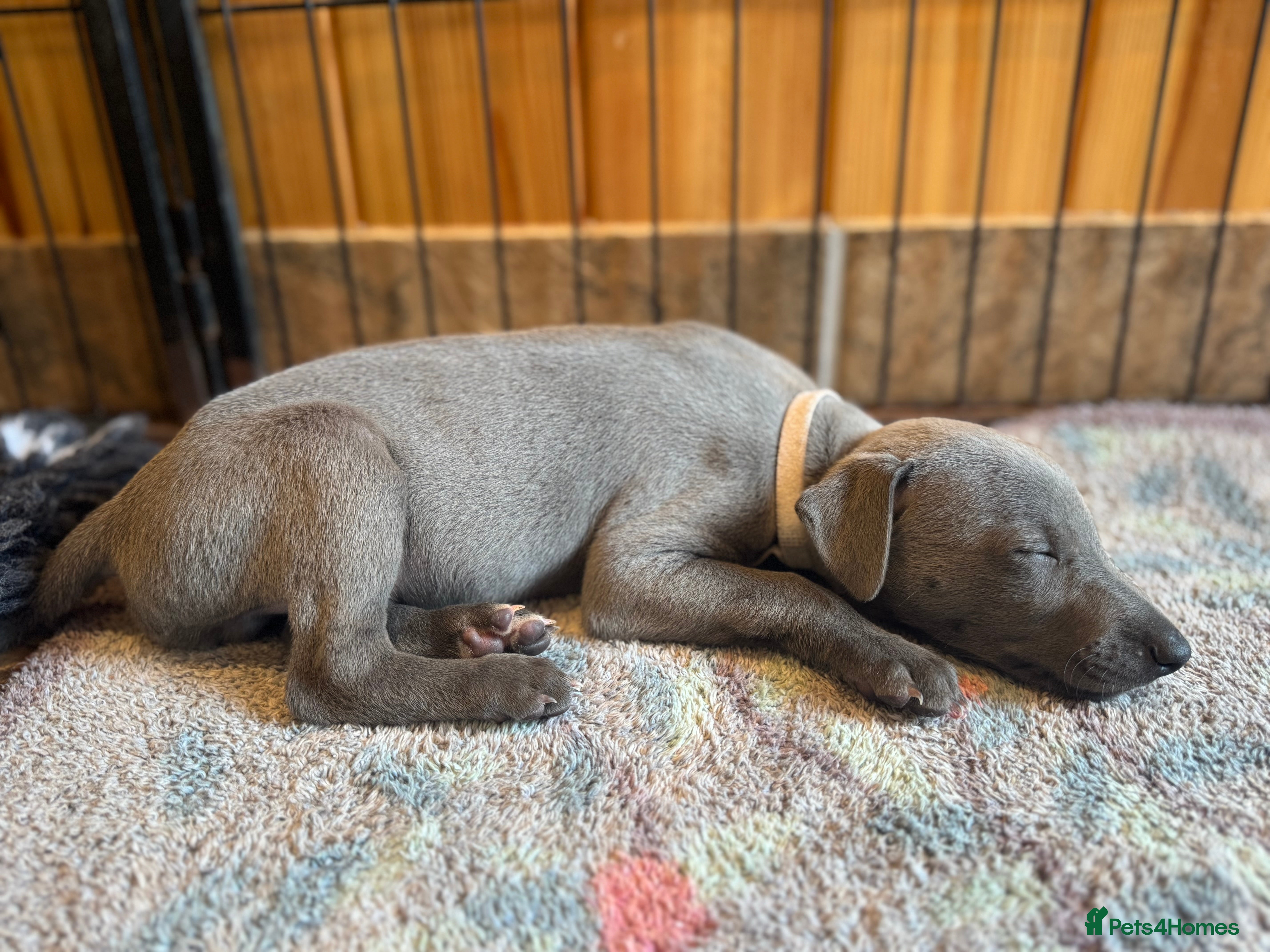 Whippet dogs Whippet puppies for sale  - Advert 2