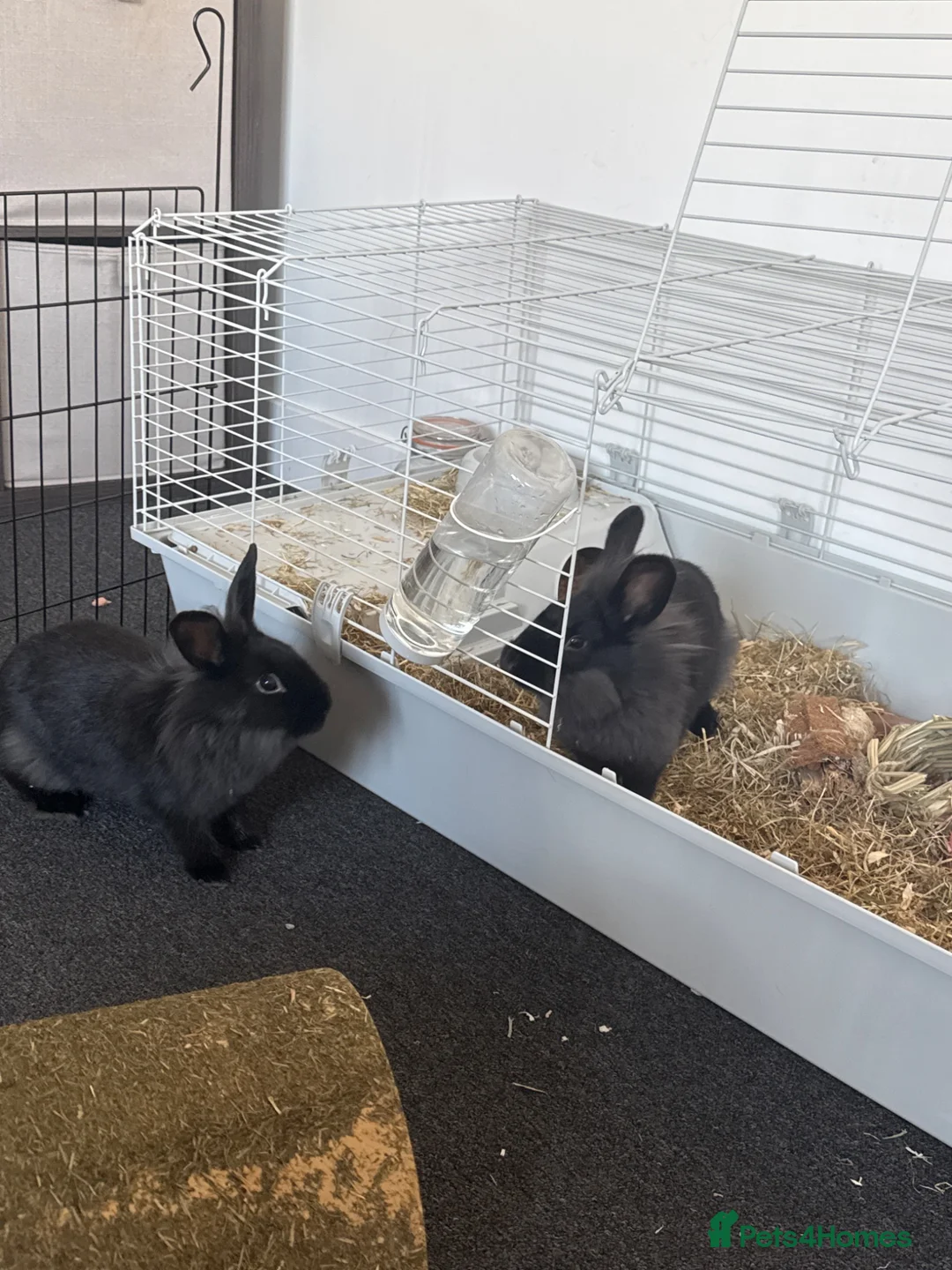 Lionhead rabbits for sale: Lionhead female sisters  in Horsham - Advert 1