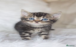 Mixed Breed cats for sale: 5 Happy Playful Kittens  - Advert 5