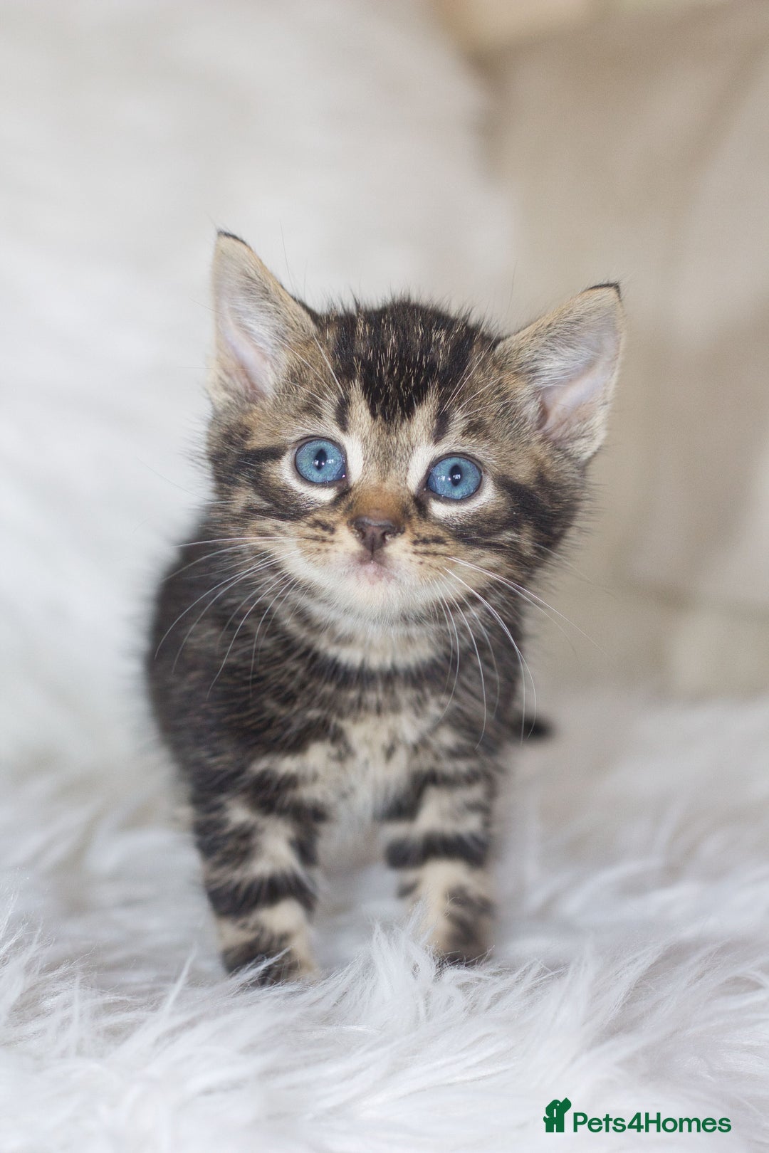 Mixed Breed cats for sale: 5 Happy Playful Kittens  - Advert 5