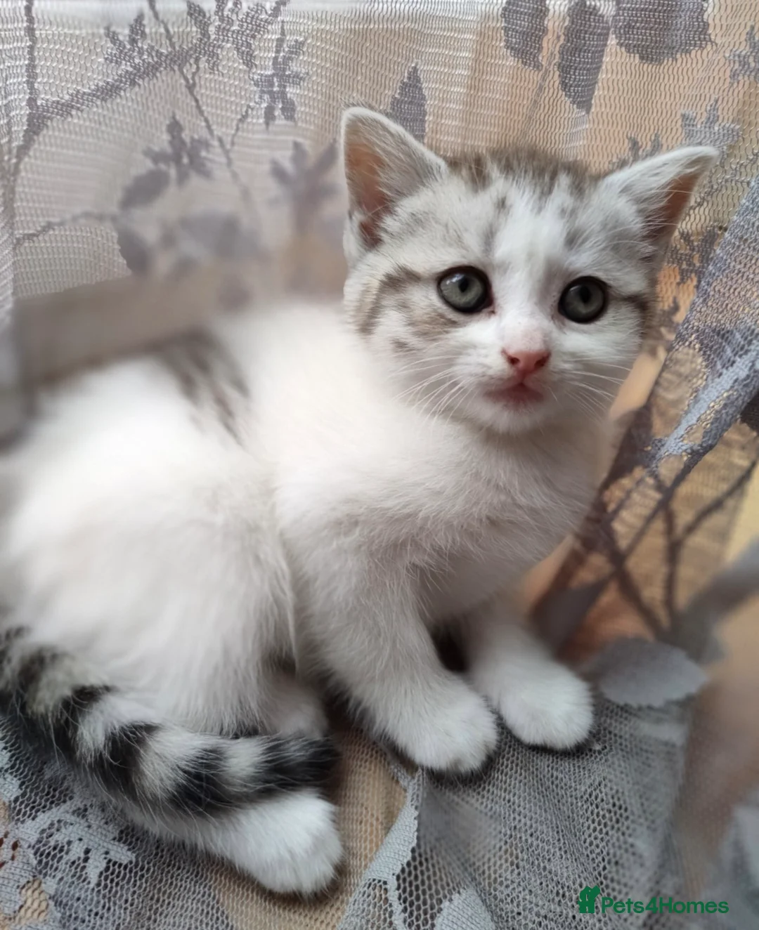 Mixed Breed cats for sale: 2 year old Scottish Straight X girl - Advert 13