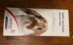 Netherland Dwarf rabbits for sale: Female and male rabbits - Image 17