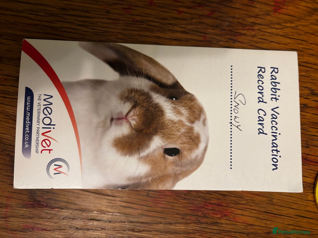 Netherland Dwarf rabbits for sale: Female and male rabbits - Image 17
