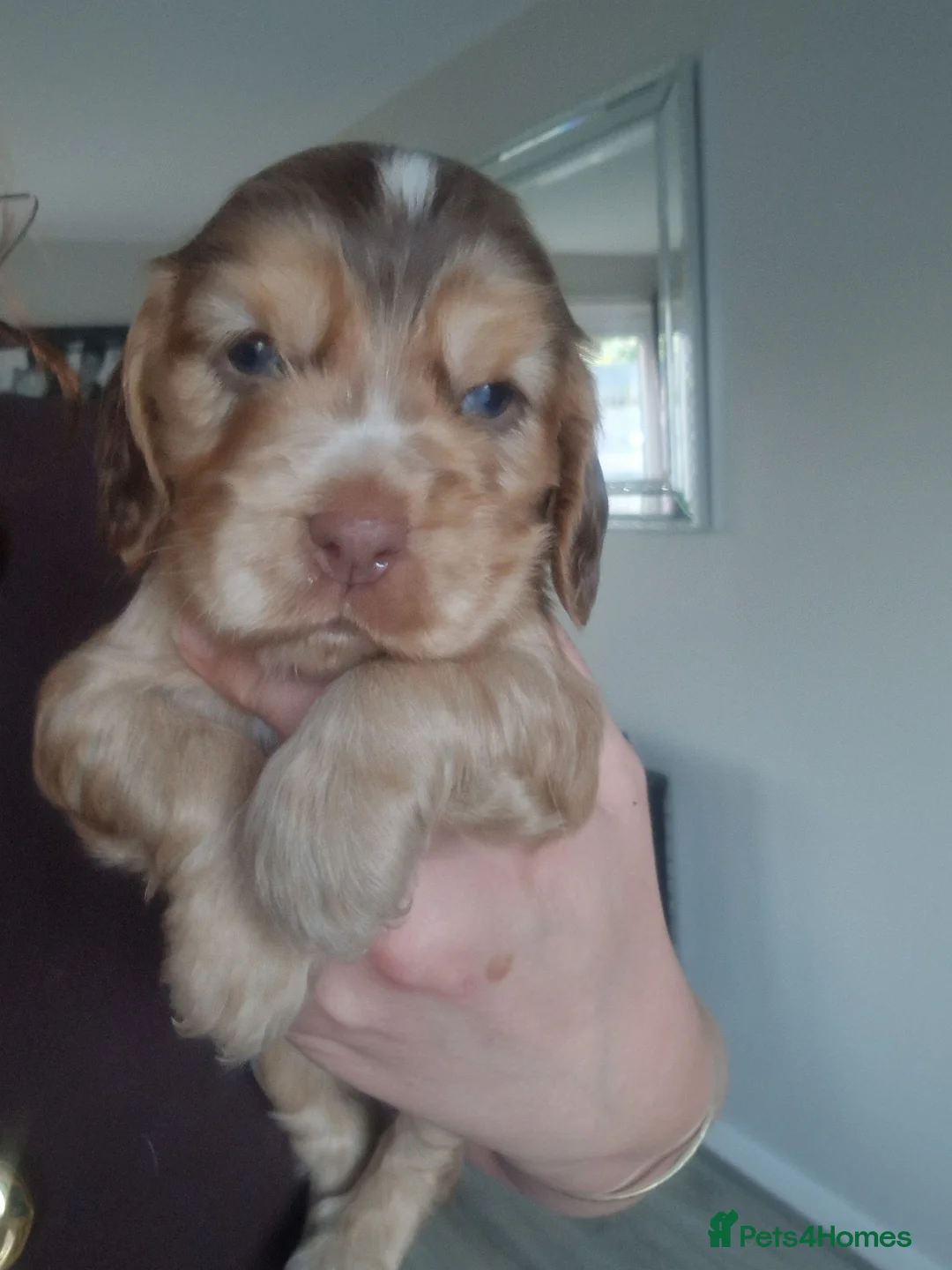 Cocker Spaniel dogs for sale: Show Kc Spaniel boys ready for there forever home - Advert 40