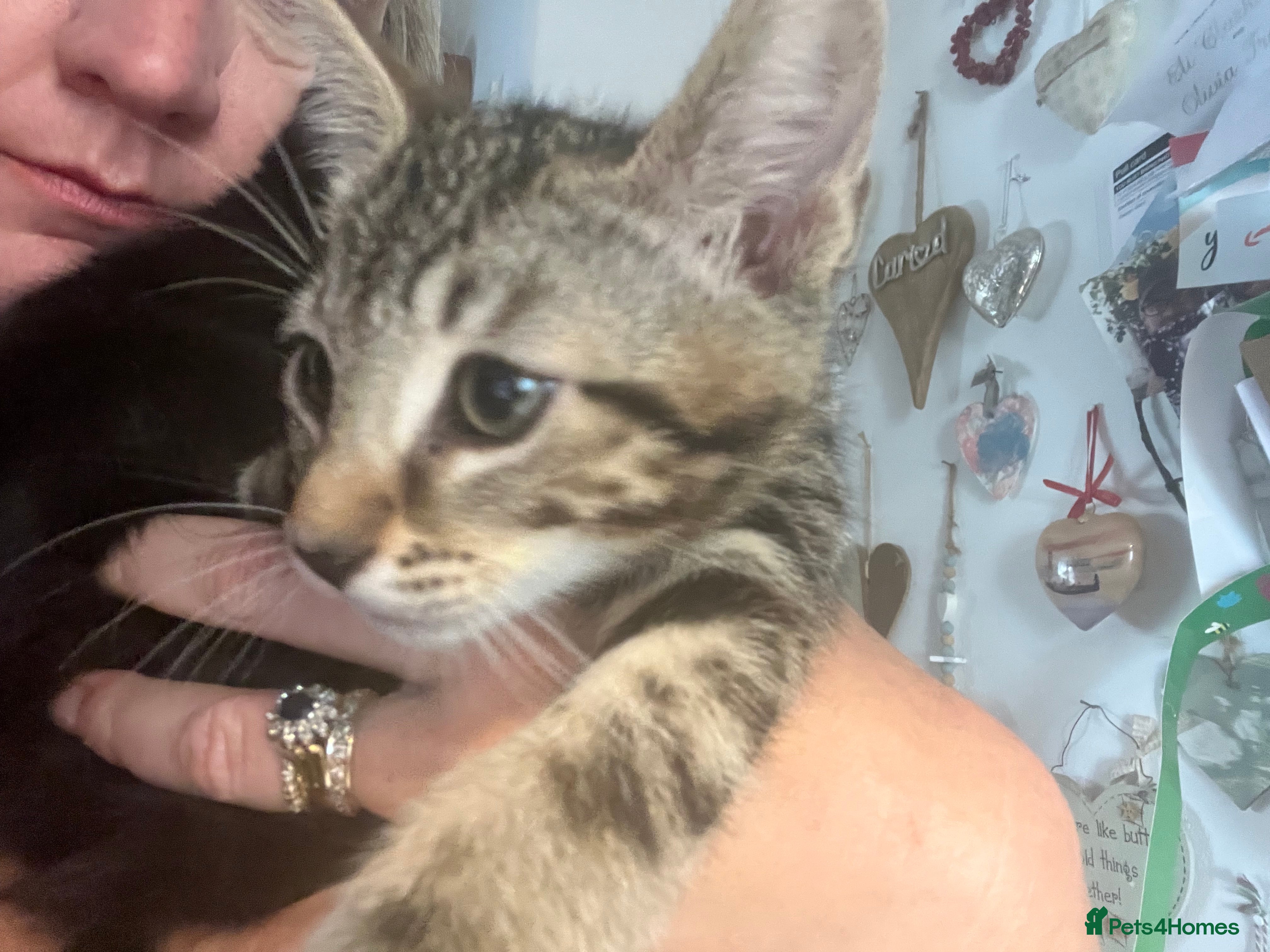 Mixed Breed cats 1 fun loving beauty of a boy  - Advert 3