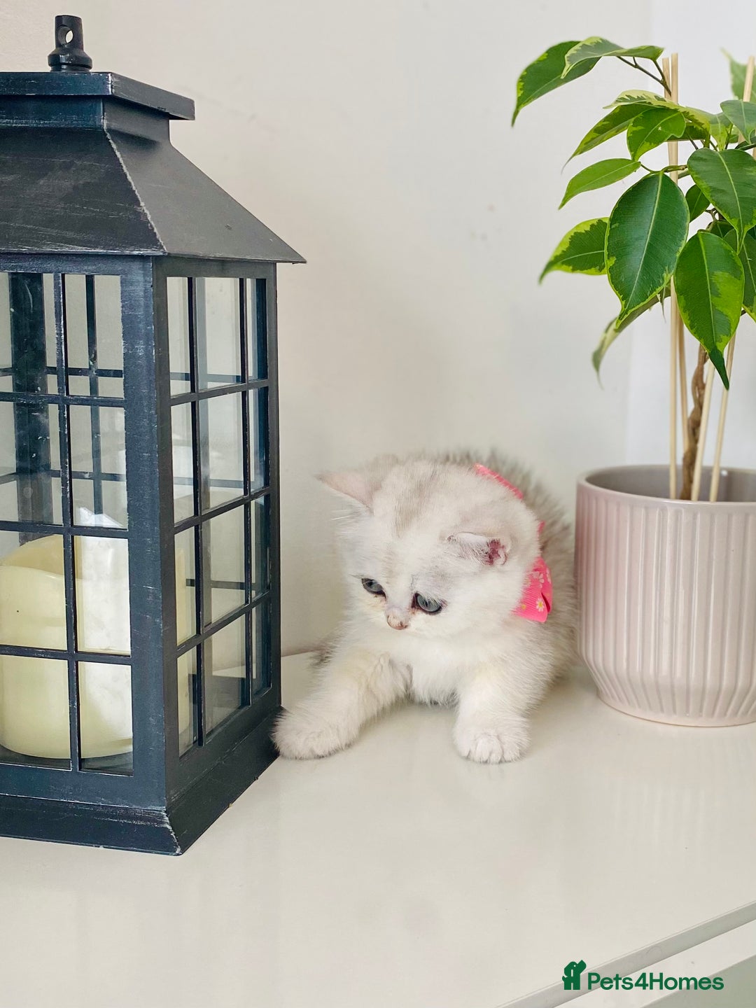 British Longhair cats for sale: British longhair and shorthair  - Image 6
