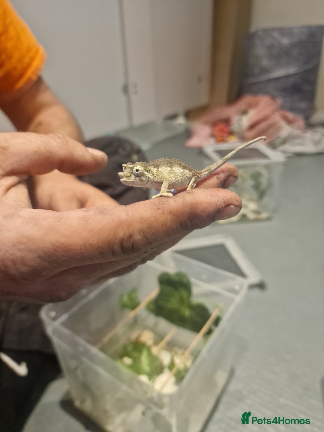 Chameleon reptiles for sale: Baby jackson Chameleons  - Image 3