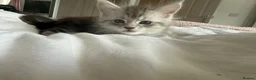 Maine Coon cats for sale: Last Beautiful Maine Coon Kitten Ready Now 🐾 - Advert 19