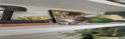 Maine Coon cats for sale: My maincoon Luna has had 7 beautiful kittens - Advert 25