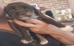 Cockerdor dogs for sale: Rare coloured stunning Cockerdor pups  - Image 9
