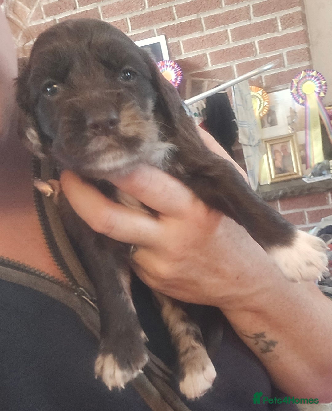 Cockerdor dogs for sale: Rare coloured stunning Cockerdor pups  - Image 9