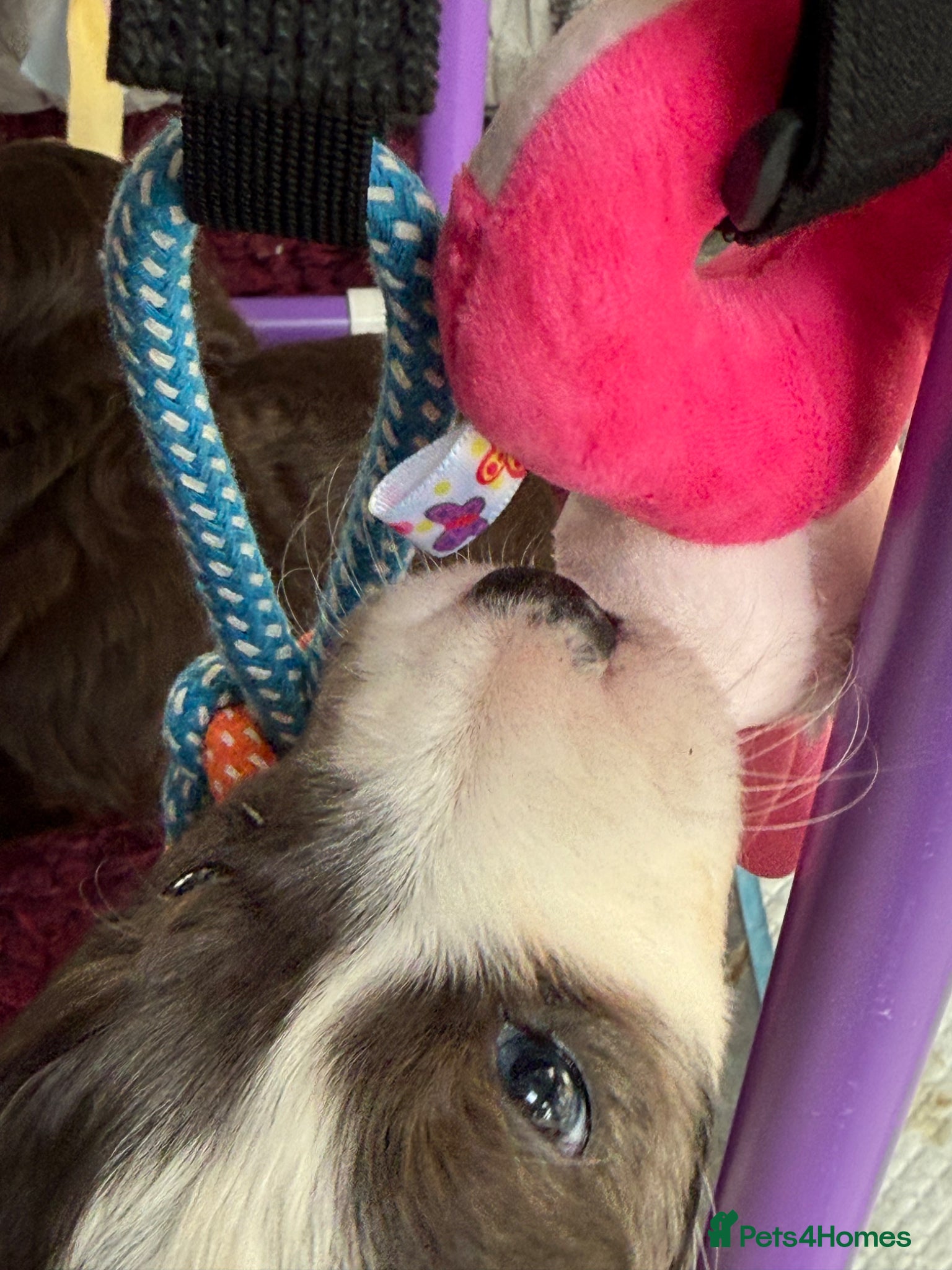 Bernedoodle dogs Health tested miniature bernedoodles - Advert 2