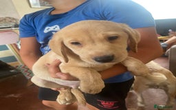 Labrador Retriever dogs for sale: Lovely Labrador puppies  - Image 29
