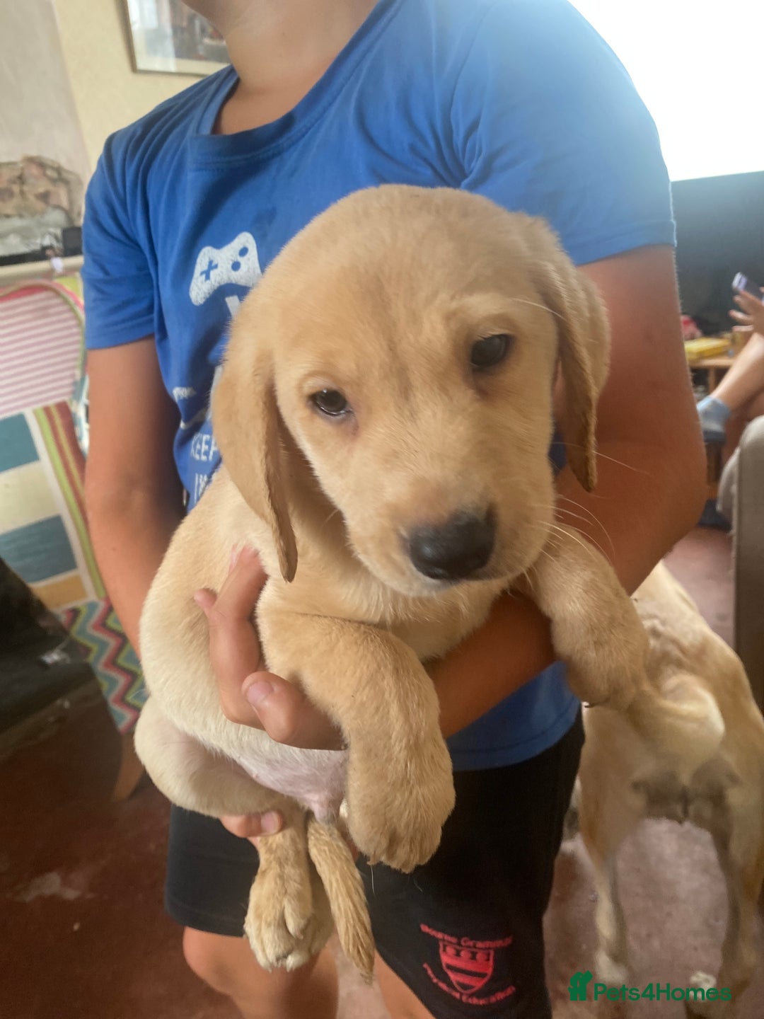 Labrador Retriever dogs for sale: Lovely Labrador puppies  - Image 29