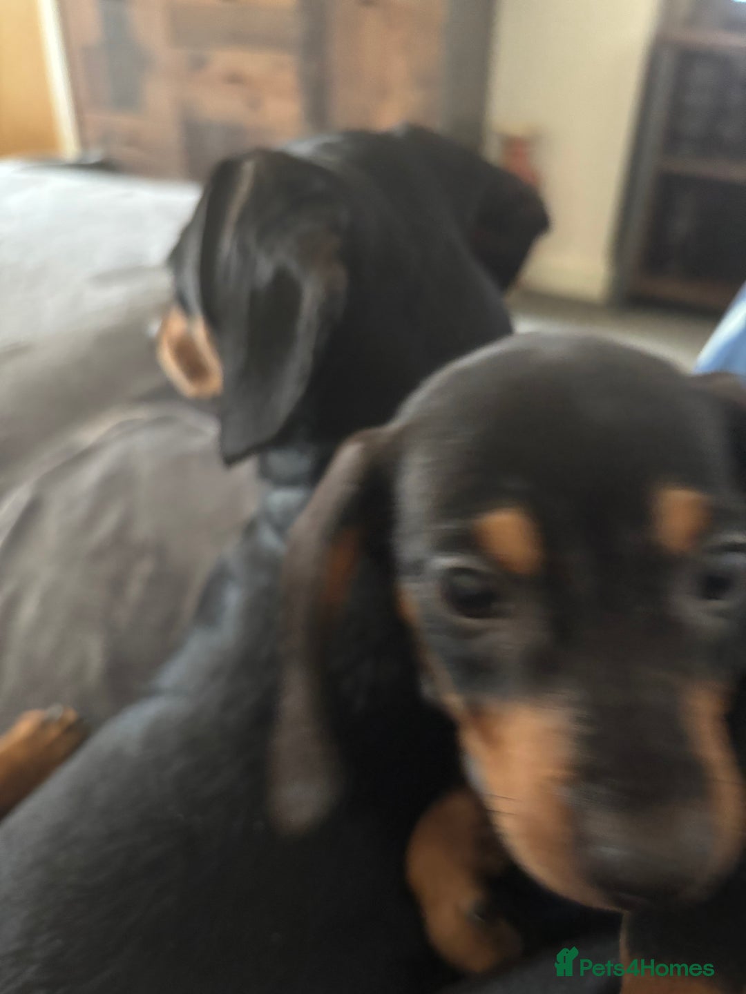 Miniature Dachshund dogs for sale: Gorgeous mini dachshunds ready to leave now - Image 10