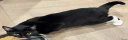 Domestic Shorthair cats for sale: Boris, a cutie in London - Advert 4