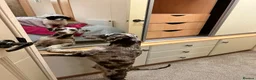 Toy Poodle dogs for stud: Brown Merle Poodle health tested - Advert 5