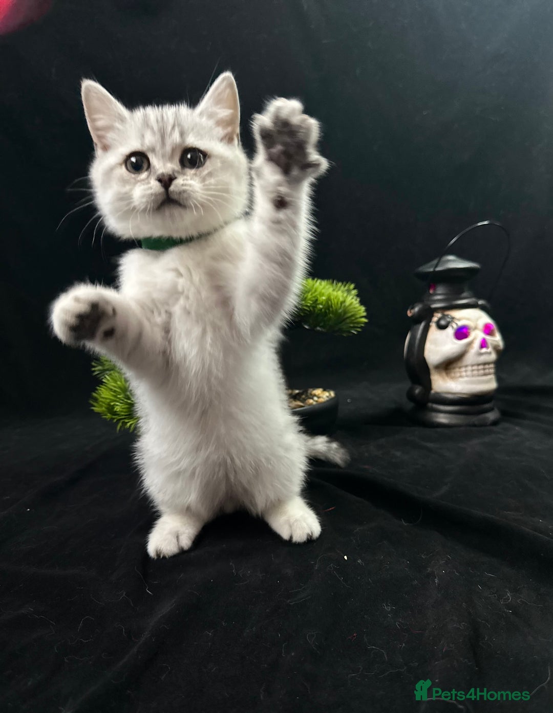 British Shorthair cats for sale: GCCF British short hair kittens for loving homes  - Image 5