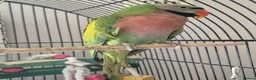 Parakeets birds for sale: Male moustache parakeet  in Runcorn - Advert 2