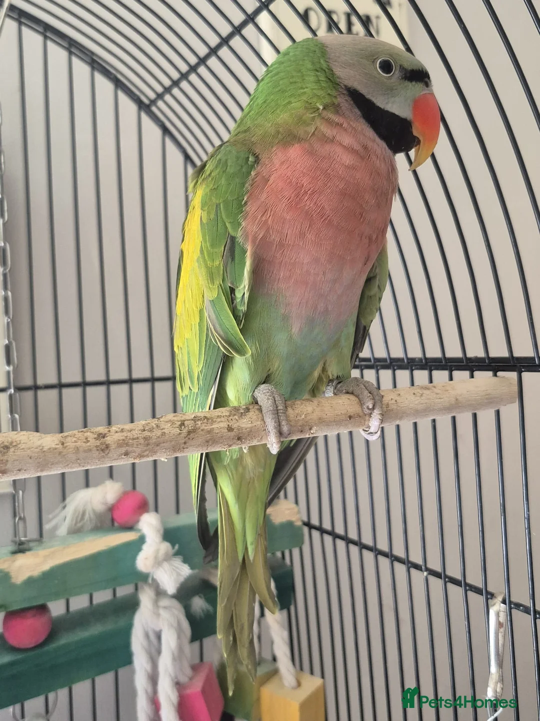 Parakeets birds for sale: Male moustache parakeet  in Runcorn - Advert 2