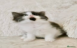 Mixed Breed cats for sale: Ragdoll X Maine Coon Kittens - Image 13
