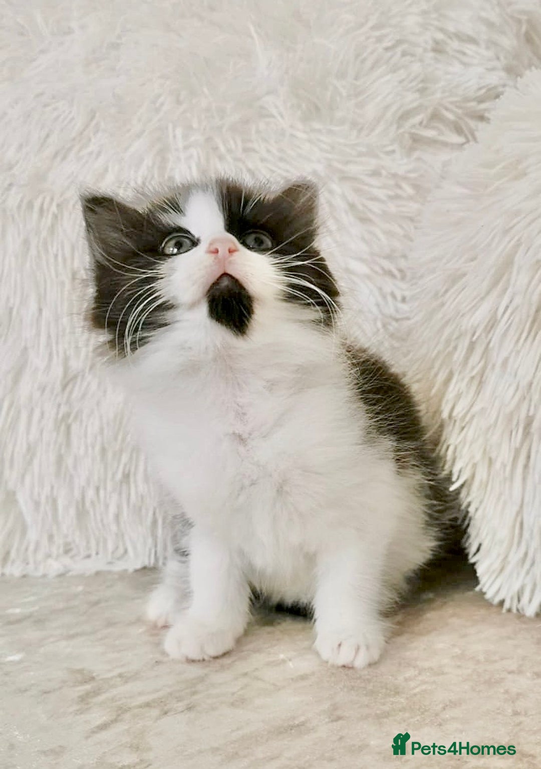 Mixed Breed cats for sale: Ragdoll X Maine Coon Kittens - Image 13