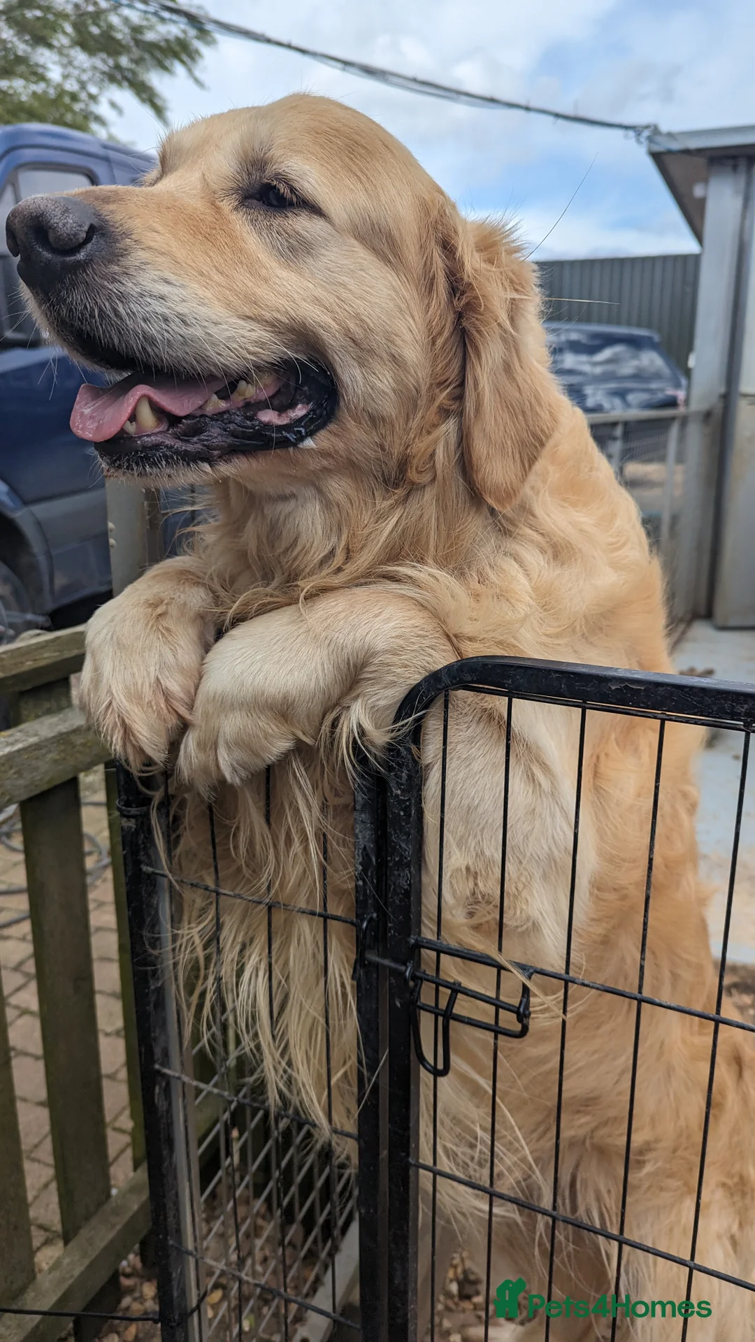 Golden Retriever dogs for stud: Golden retriever stud in Peterborough - Advert 3