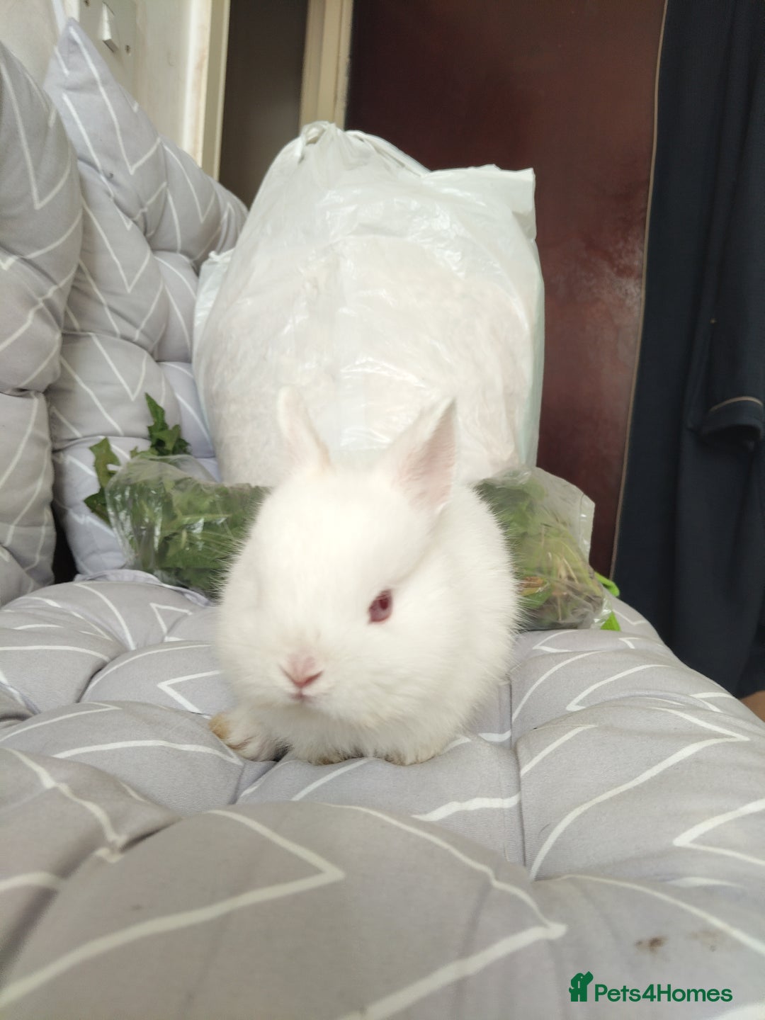 Netherland Dwarf rabbits for sale: Netherlands dwarf rabbits - Advert 8