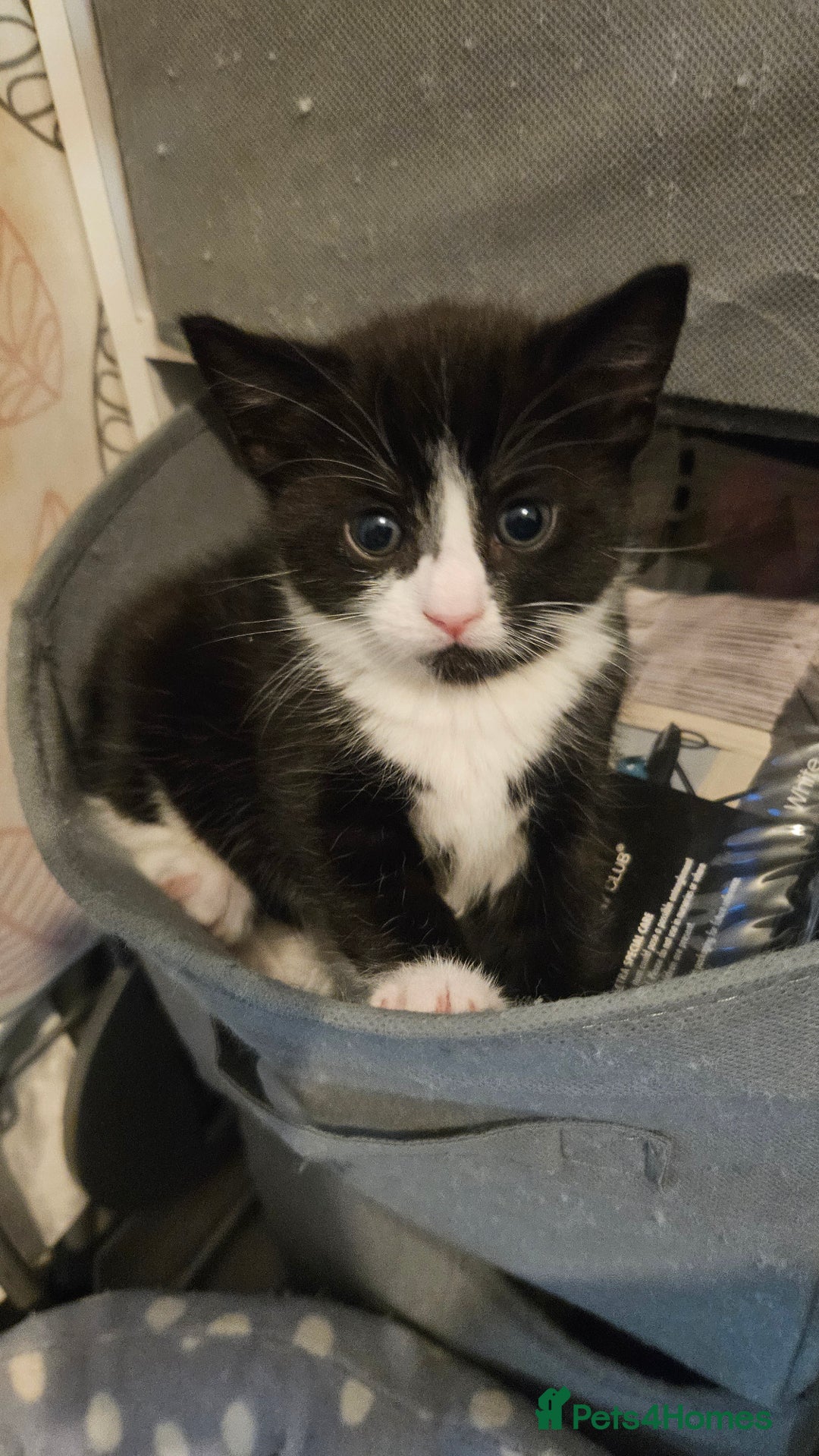 Mixed Breed cats for sale: Black and white 3 kittens for sale. 2 boys 1 girl. - Advert 19
