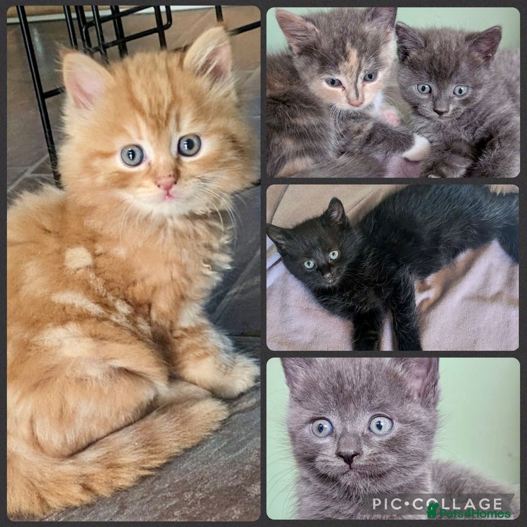 Mixed Breed cats for sale: Beautiful kittens - Image 6