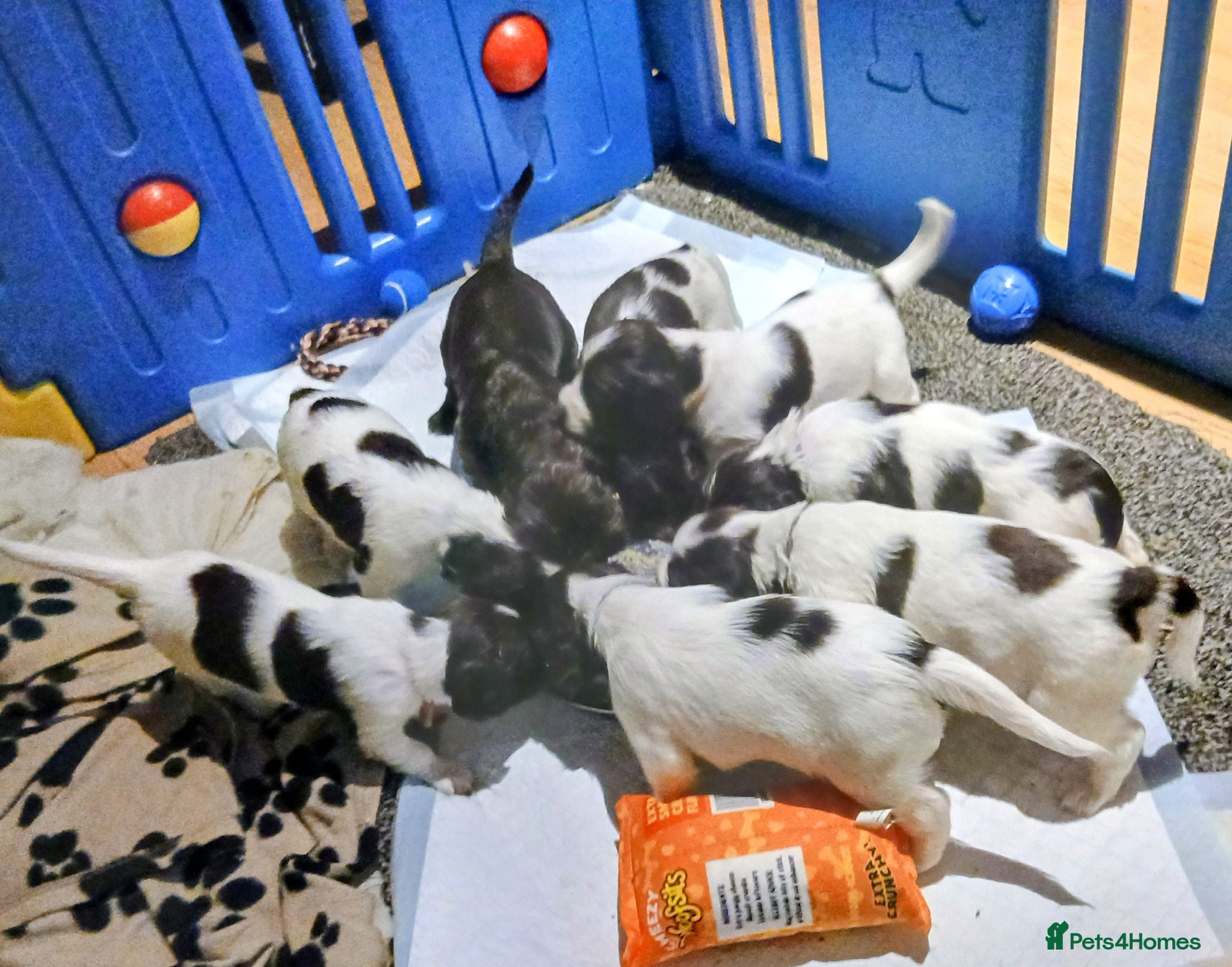 English Springer Spaniel dogs 8 x Healthy Springer Spaniel pups,ready 15/07/26 - Advert 2