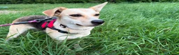 Mixed Breed dogs for adoption: ❤️Caramel❤️ 10-month-old lower-medium awesome girl - Advert 10