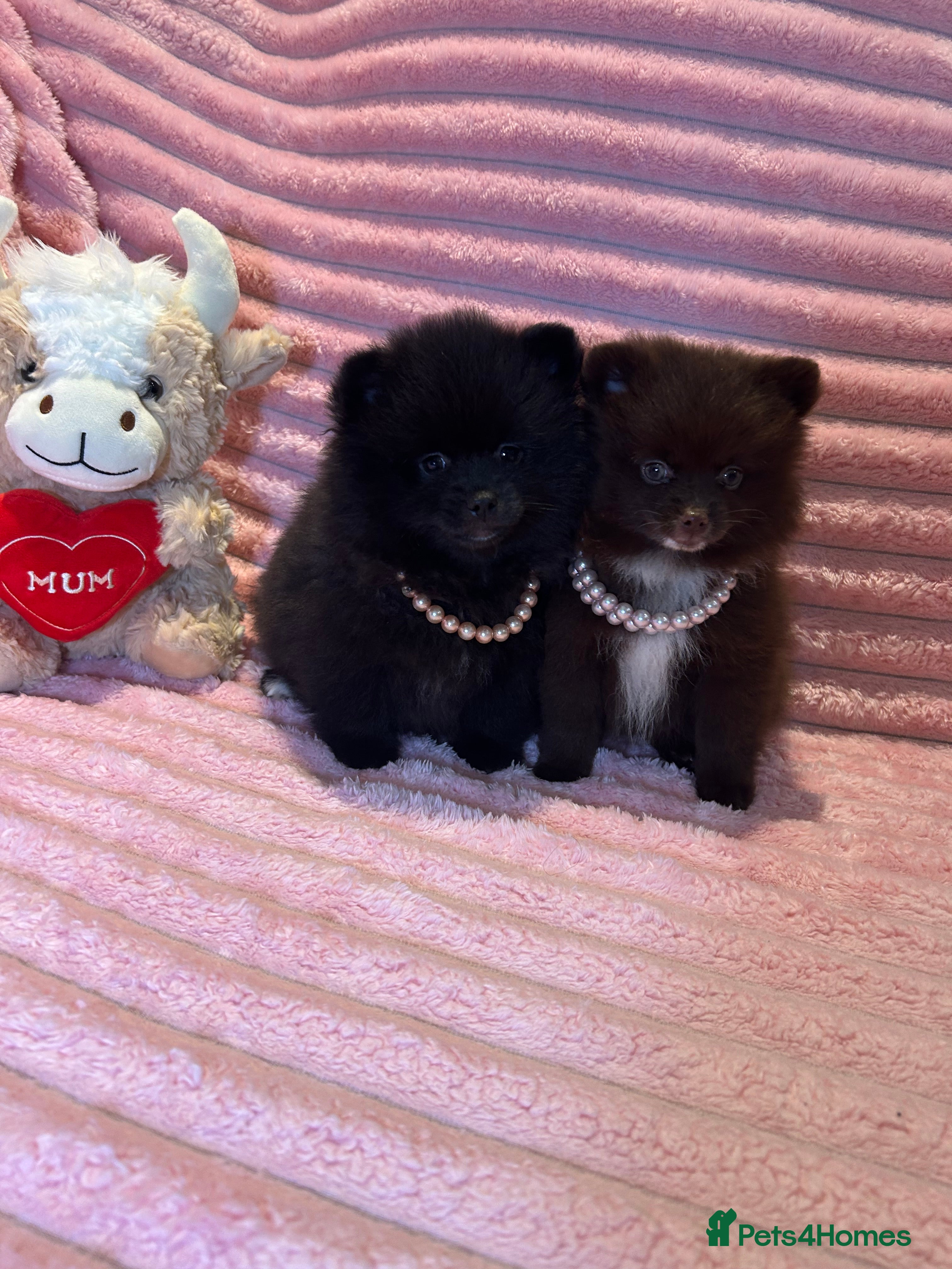 Pomeranian dogs Ready Now Beautiful Pomeranian Puppies 🩷🐶🩷 - Advert 4