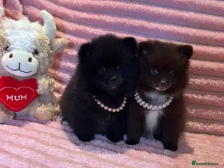 Pomeranian dogs Ready Now Beautiful Pomeranian Puppies 🩷🐶🩷 - Advert 4
