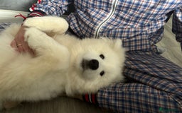 Samoyed dogs for sale: Beautiful 6-Month-Old Samoyed Boy for Sale - Image 10