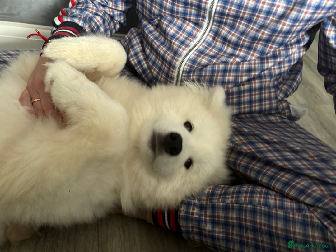 Samoyed dogs for sale: Beautiful 6-Month-Old Samoyed Boy for Sale - Image 10