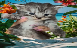 Maine Coon cats for sale: Outstanding pedigree Maine coons  - Image 12