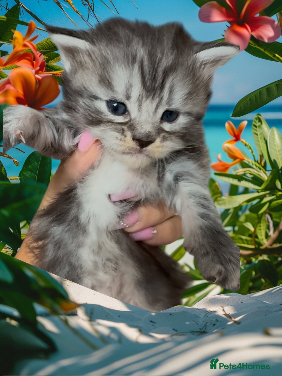 Maine Coon cats for sale: Outstanding pedigree Maine coons  - Image 12