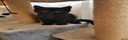 Mixed Breed cats for sale: Black kitten  - Advert 3