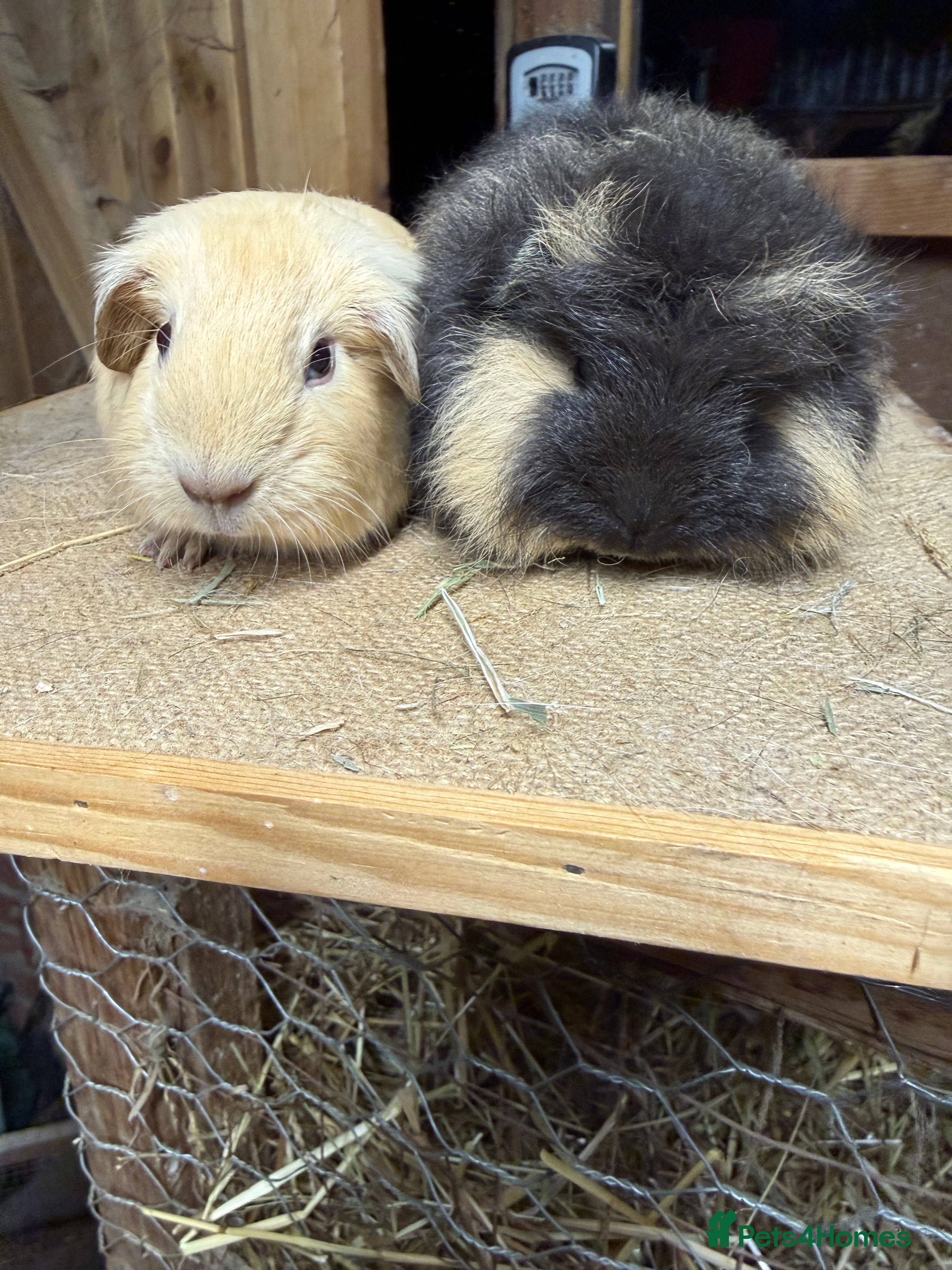 Guinea Pig rodents Pure bred California & Swiss guineapigs  - Advert 3