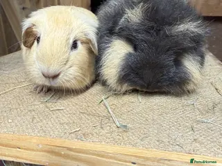 Guinea Pig rodents Pure bred California & Swiss guineapigs - Advert 3