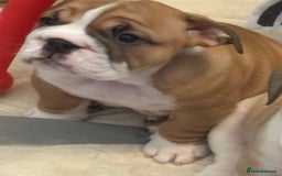 English Bulldog dogs for sale: Stunning little girl ready to go this weekend  - Image 5