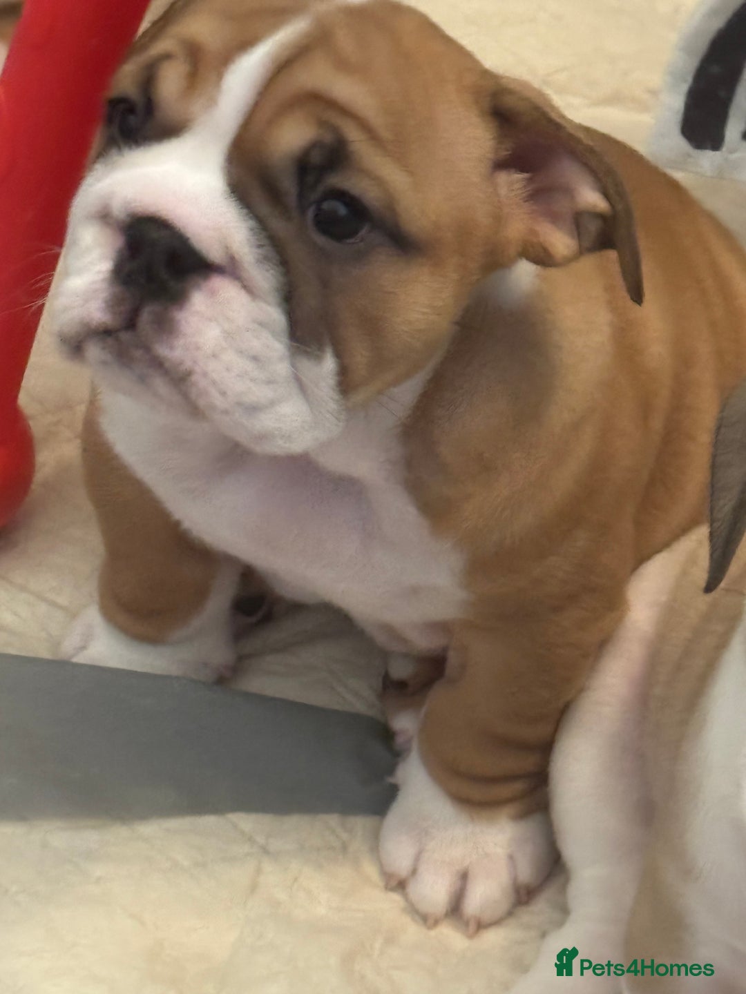 English Bulldog dogs for sale: Stunning little girl ready to go this weekend  - Image 5