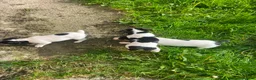 Jack Russell dogs for sale: Beautiful Jack Russell Girls Available  - Advert 25