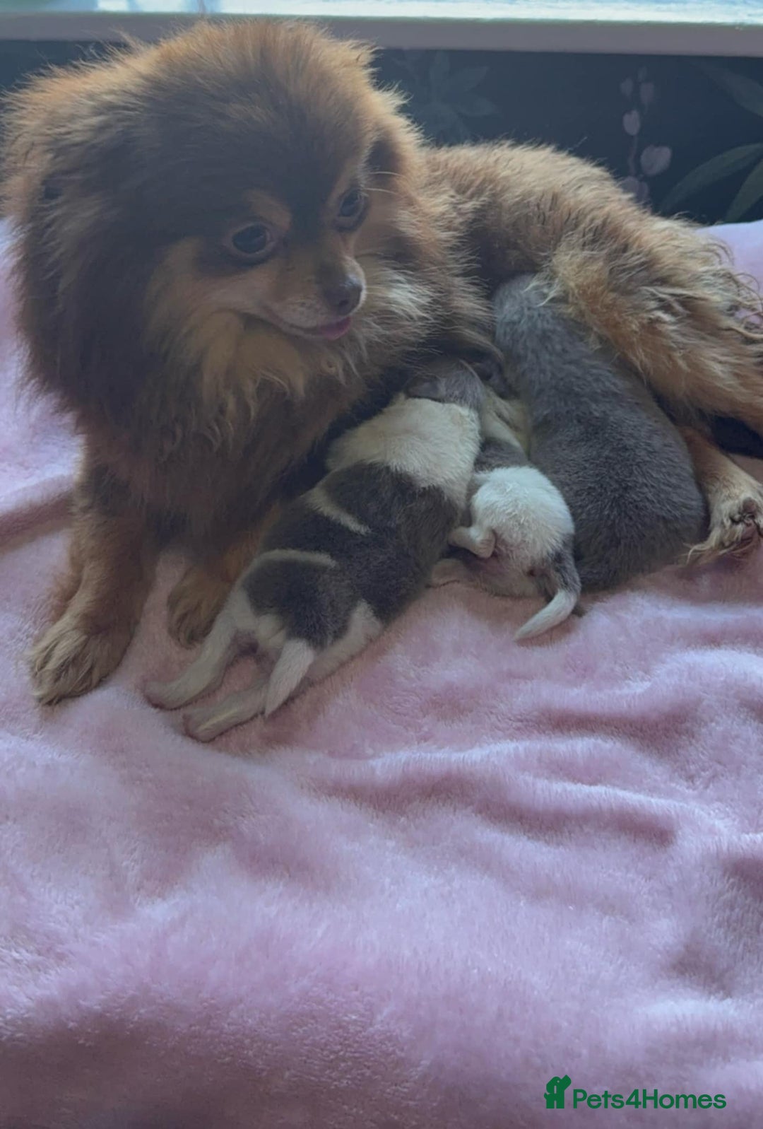 Pomeranian dogs for stud: Sheehan lord for stud in Liverpool - Advert 6