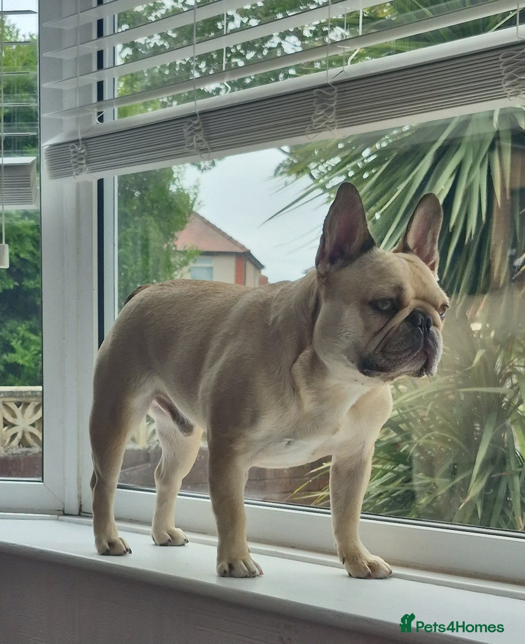 French Bulldog dogs for sale: French bulldog - Advert 7
