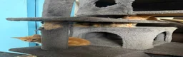 Mixed Breed cats for sale: 6 Adorable Kittens Looking for Their Forever Homes - Advert 3