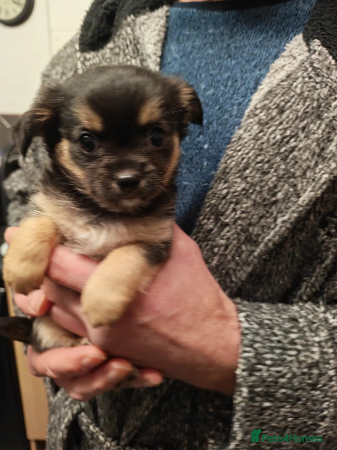 Chihuahua dogs for sale: Ready now Female long haired chihuahua puppy  - Advert 4