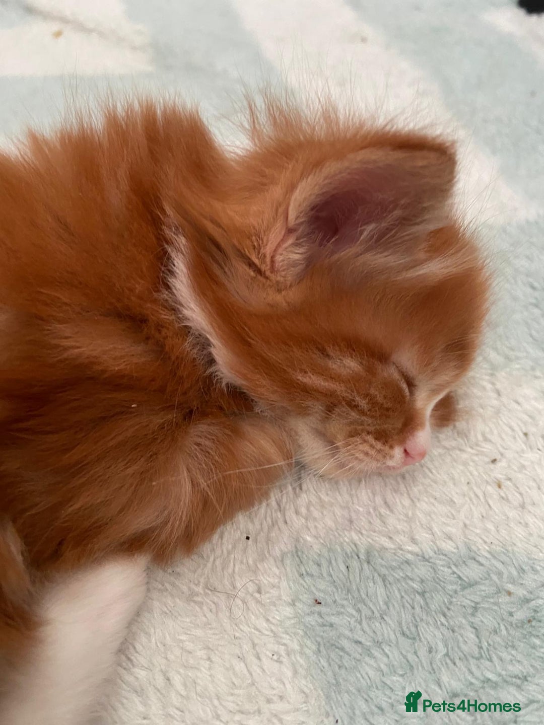 Mixed Breed cats for sale: 5 Beautiful Half-Ragdoll kittens ❤️ - Advert 21