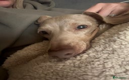 Miniature Dachshund dogs for sale: 1 year old miniature dachshund  - Image 2